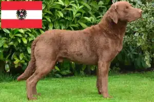 Lees meer over het artikel Chesapeake Bay Retriever fokkers en pups in Oostenrijk