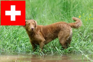 Lees meer over het artikel Chesapeake Bay Retriever fokkers en pups in Zwitserland