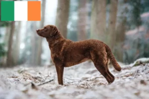 Lees meer over het artikel Chesapeake Bay Retriever fokkers en puppies in Ierland