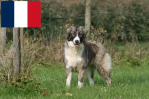 Lees meer over het artikel Ciobănesc Românesc Carpatin fokkers en pups in Frankrijk