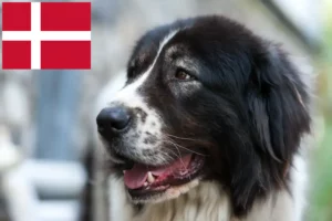 Lees meer over het artikel Ciobănesc Românesc de Bucovina Fokker en puppies in Denemarken