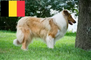 Lees meer over het artikel Collie fokkers en puppies in België