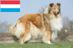 Lees meer over het artikel Collie fokkers en pups in Luxemburg