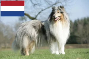 Lees meer over het artikel Collie fokkers en puppies in Nederland