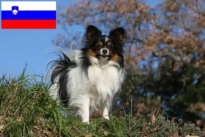 Lees meer over het artikel Continentale Dwergspaniël Fokker en Puppies in Slovenië