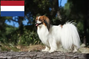 Lees meer over het artikel Continentale Dwergspaniël fokker en puppies in Nederland