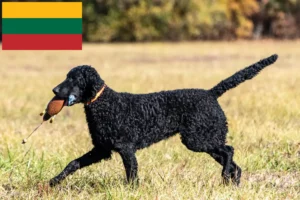 Lees meer over het artikel Curly Coated Retriever fokkers en pups in Litouwen