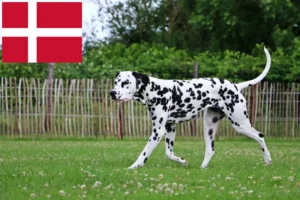 Lees meer over het artikel Dalmatiër fokkers en pups in Denemarken