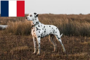 Lees meer over het artikel Dalmatiër fokkers en puppy’s in Frankrijk