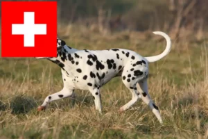 Lees meer over het artikel Dalmatiër fokkers en pups in Zwitserland