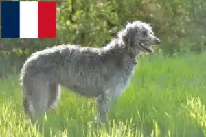 Lees meer over het artikel Deerhound fokkers en puppies in Frankrijk