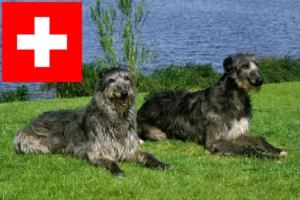 Lees meer over het artikel Deerhound fokkers en pups in Zwitserland