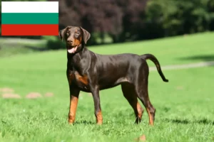 Lees meer over het artikel Dobermann fokkers en puppies in Bulgarije