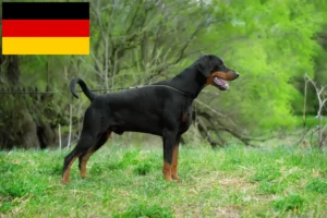 Lees meer over het artikel Dobermann fokkers en puppies in Duitsland