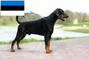 Lees meer over het artikel Dobermann fokkers en pups in Estland