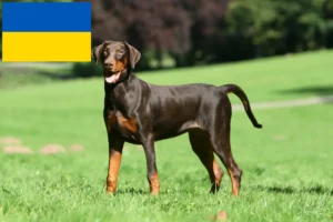 Lees meer over het artikel Dobermann fokkers en puppies in Oekraïne