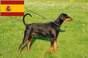 Lees meer over het artikel Dobermann fokkers en puppies in Spanje