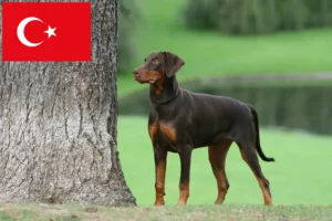 Lees meer over het artikel Dobermann fokkers en puppies in Turkije