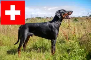 Lees meer over het artikel Dobermann fokkers en pups in Zwitserland