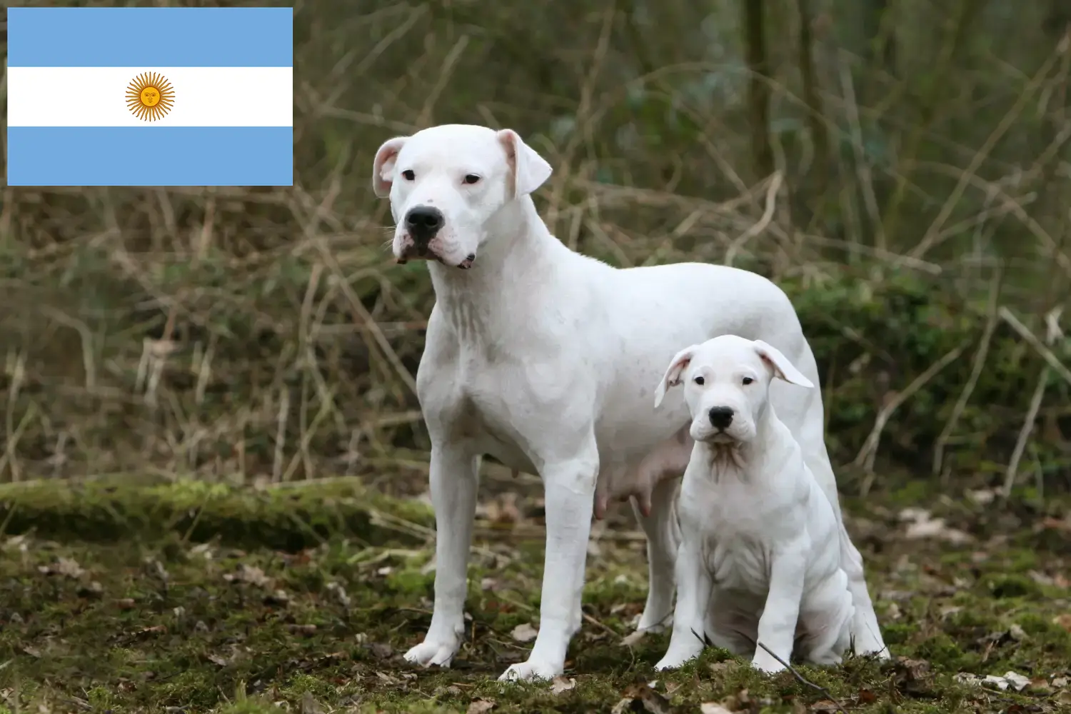 Lees meer over het artikel Dogo Argentino fokkers en puppy’s in Argentinië