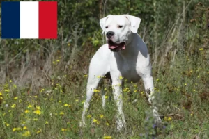 Lees meer over het artikel Dogo Argentino fokkers en pups in Frankrijk