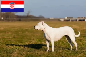 Lees meer over het artikel Dogo Argentino fokkers en pups in Kroatië