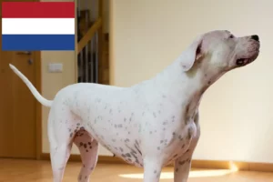 Lees meer over het artikel Dogo Argentino fokkers en pups in Nederland