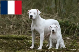 Lees meer over het artikel Dogo Argentino fokkers en pups in Réunion