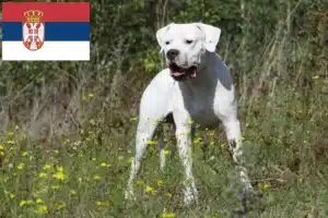 Lees meer over het artikel Dogo Argentino fokkers en pups in Servië