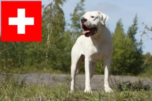 Lees meer over het artikel Dogo Argentino fokkers en pups in Zwitserland