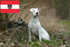 Lees meer over het artikel Dogo Argentino fokkers en pups in Oostenrijk