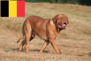 Lees meer over het artikel Dogue de Bordeaux fokkers en pups in België