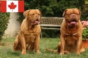 Lees meer over het artikel Dogue de Bordeaux fokkers en pups in Canada