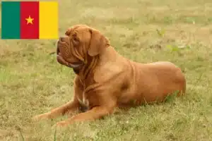 Lees meer over het artikel Dogue de Bordeaux fokkers en pups in Kameroen