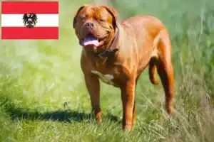 Lees meer over het artikel Dogue de Bordeaux fokkers en pups in Oostenrijk