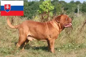 Lees meer over het artikel Dogue de Bordeaux fokkers en pups in Slowakije