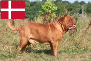 Lees meer over het artikel Dogue de Bordeaux fokkers en pups in Denemarken