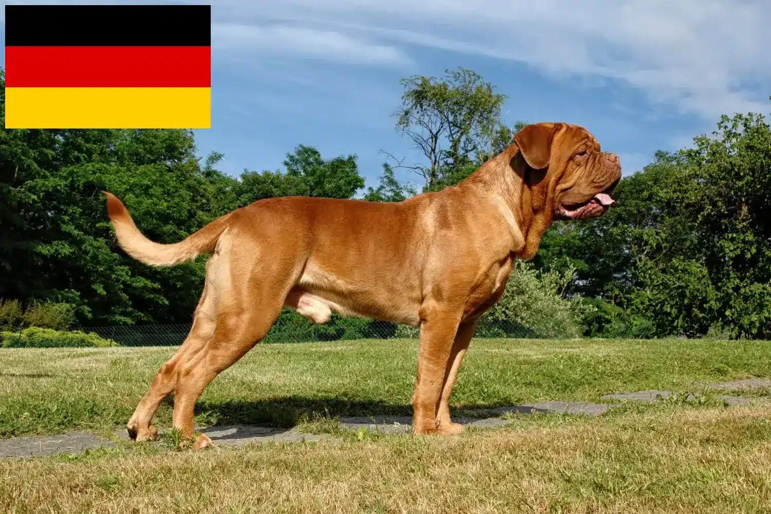 Lees meer over het artikel Dogue de Bordeaux fokkers en pups in Duitsland