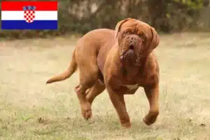 Lees meer over het artikel Dogue de Bordeaux fokkers en pups in Kroatië