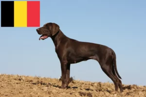 Lees meer over het artikel Duitse Korthaar fokkers en puppies in België