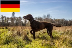 Lees meer over het artikel Duitse Korthaar fokkers en puppies in Duitsland