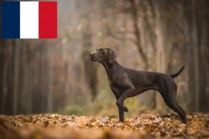 Lees meer over het artikel Duitse Korthaar fokkers en puppies in Frankrijk