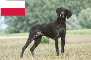 Lees meer over het artikel Duitse Korthaar fokkers en puppies in Polen