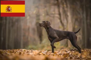 Lees meer over het artikel Duitse Korthaar fokkers en puppies in Spanje