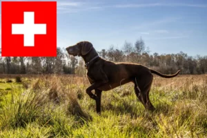 Lees meer over het artikel Duitse Korthaar fokkers en puppies in Zwitserland