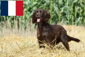 Lees meer over het artikel Duitse Langhaar fokkers en puppies in Frankrijk