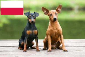 Lees meer over het artikel Dwergpinscher fokkers en pups in Polen