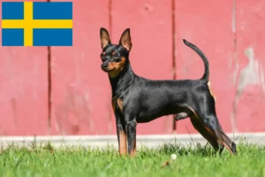 Lees meer over het artikel Dwergpinscher fokkers en pups in Zweden