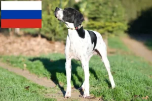 Lees meer over het artikel Engelse Pointer fokkers en puppy’s in Rusland