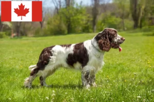 Lees meer over het artikel Engelse Springer Spaniël fokkers en pups in Canada